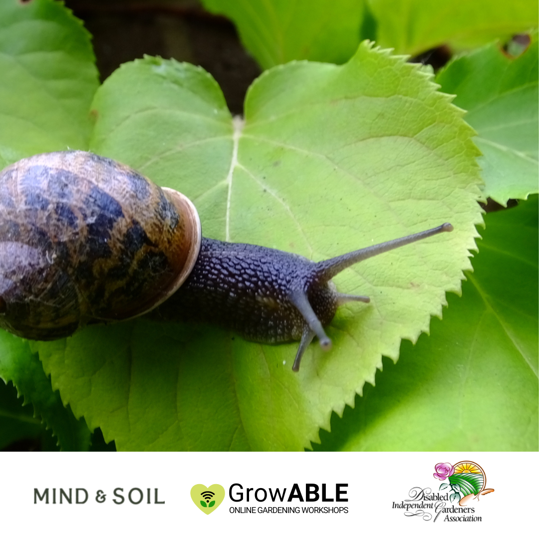 A snail sitting on a leaf.